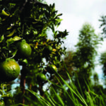 Experiências da agricultura orgânica reduzem uso de insumos e custos da produção