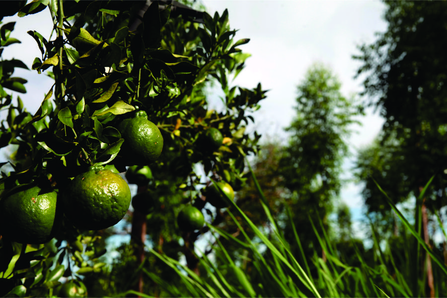 Experiências da agricultura orgânica reduzem uso de insumos e custos da produção