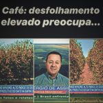 Café: desfolhamento elevado preocupa produtores do Cerrado Mineiro