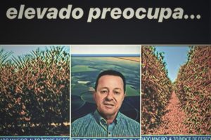 Café: desfolhamento elevado preocupa produtores do Cerrado Mineiro