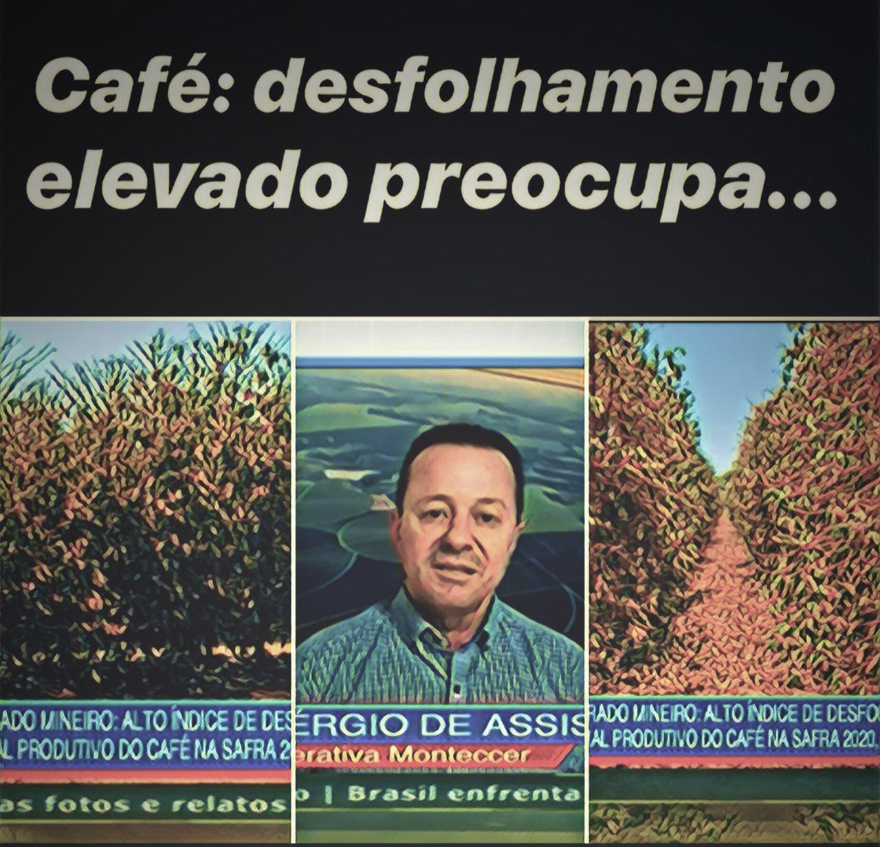 Café: desfolhamento elevado preocupa produtores do Cerrado Mineiro