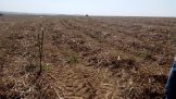 Após a introdução da irrigação, os cafeicultores de Araxá/MG tiveram um aumento de 20% na produtividade das lavouras