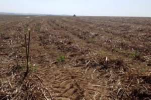 Após a introdução da irrigação, os cafeicultores de Araxá/MG tiveram um aumento de 20% na produtividade das lavouras