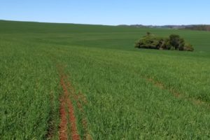 EUA: com falta de imigrantes na agricultura, robôs substituem humanos