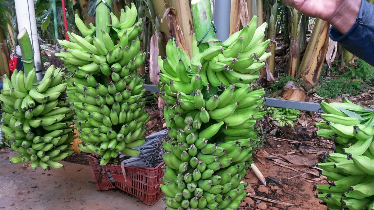 Manejo integrado: maior rentabilidade só é alcançada com combinação de práticas agrícolas corretas