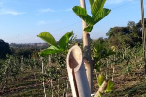 Agricultura investe em wi-fi em busca de evolução digital