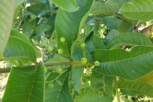 Glifosato, a poção milagrosa das grandes colheitas do Brasil