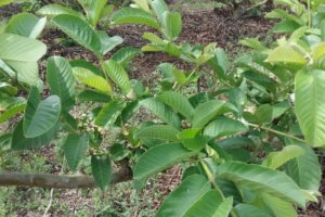 Estudo aponta relevância do setor do tabaco no Brasil e correlaciona a produção com o bem-estar social