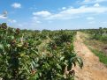 Word Economic Forum: Como a agricultura moderna está ajudando o Brasil a alimentar o mundo