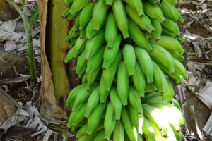 Agricultura familiar: produtores do NE começam a receber pagamentos do Garantia-Safra