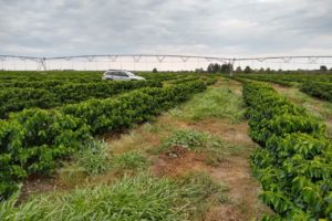 Uso de drones para detectar pragas em lavouras em MT gera a produtores economia de até 70% com agrotóxicos